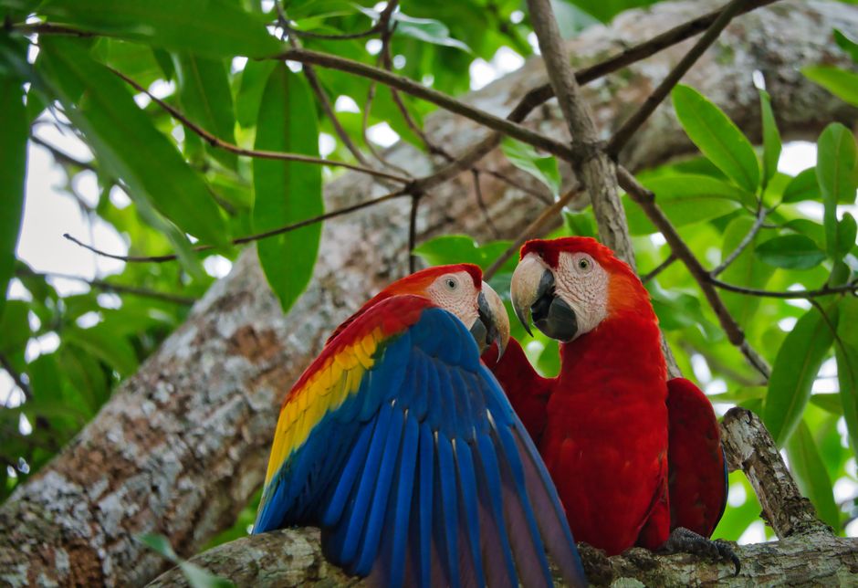 Vibrant scarlet macaws perched in a Costa Rican rainforest, showcasing their vivid plumage.